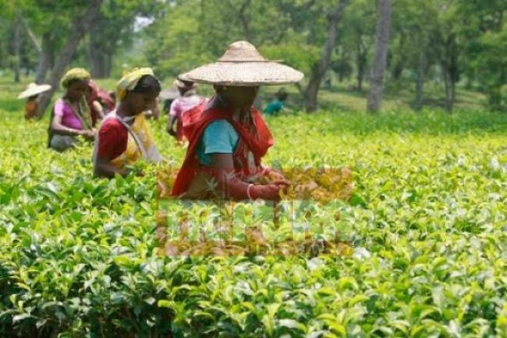Tripura’s 54 tea estates undergoing huge losses : Indo-Bangla border tea estates almost lying dead Tripura’s 54 tea estates undergoing huge losses : Indo-Bangla border tea estates almost lying dead